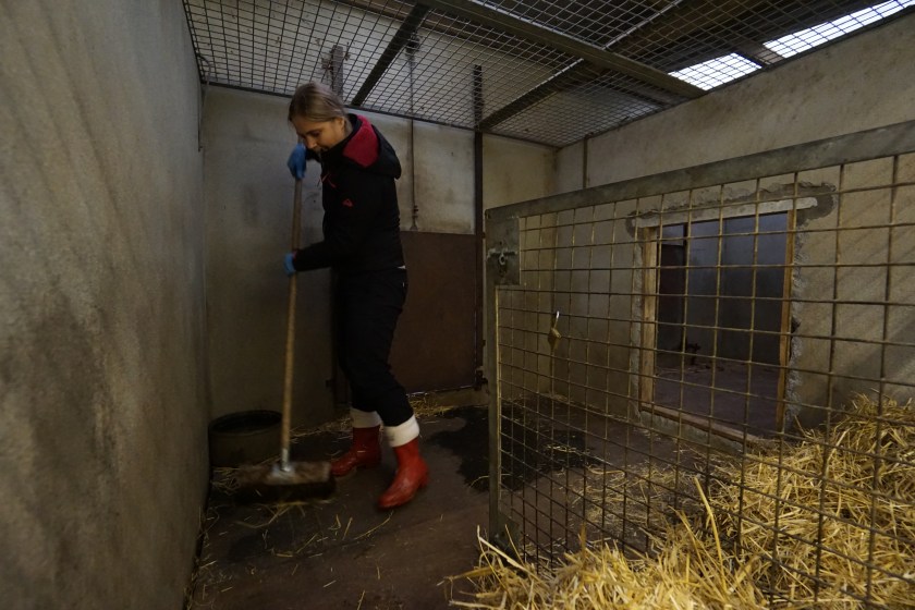 koristan tiigri järelt