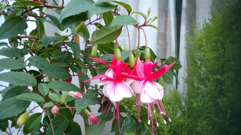 minu fuksia. teda ma näen küll iga päev, aga rattalukustamise kõrvalt ei jää vaba kätt, et pilti teha.