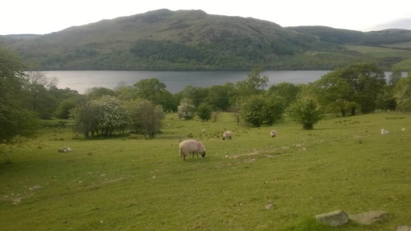 pärandlammas pärandmaastikul (mai 2014, Lake District)